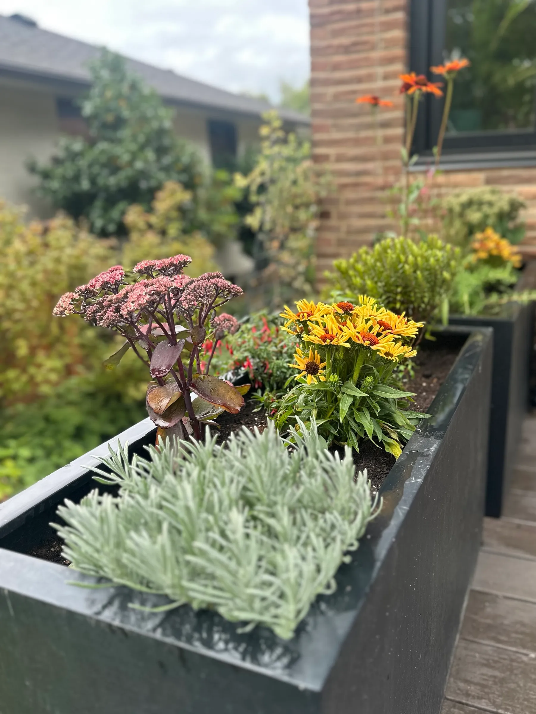 Late summer in a deck planter — lavender, sedum, coneflowers, and fuchsia.