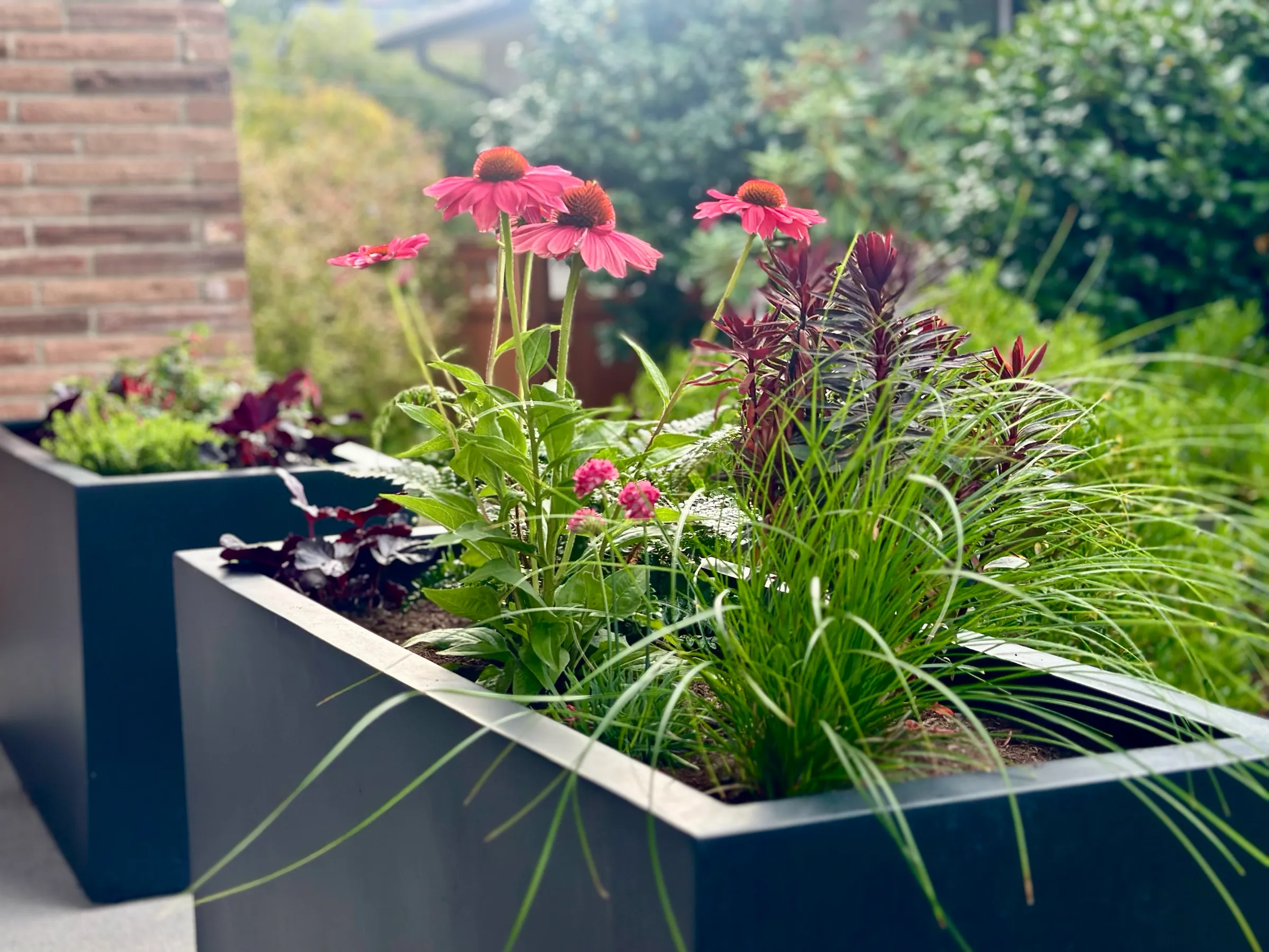 Echinacea, sedges, and dark-leaved perennials in a pair of troughs.