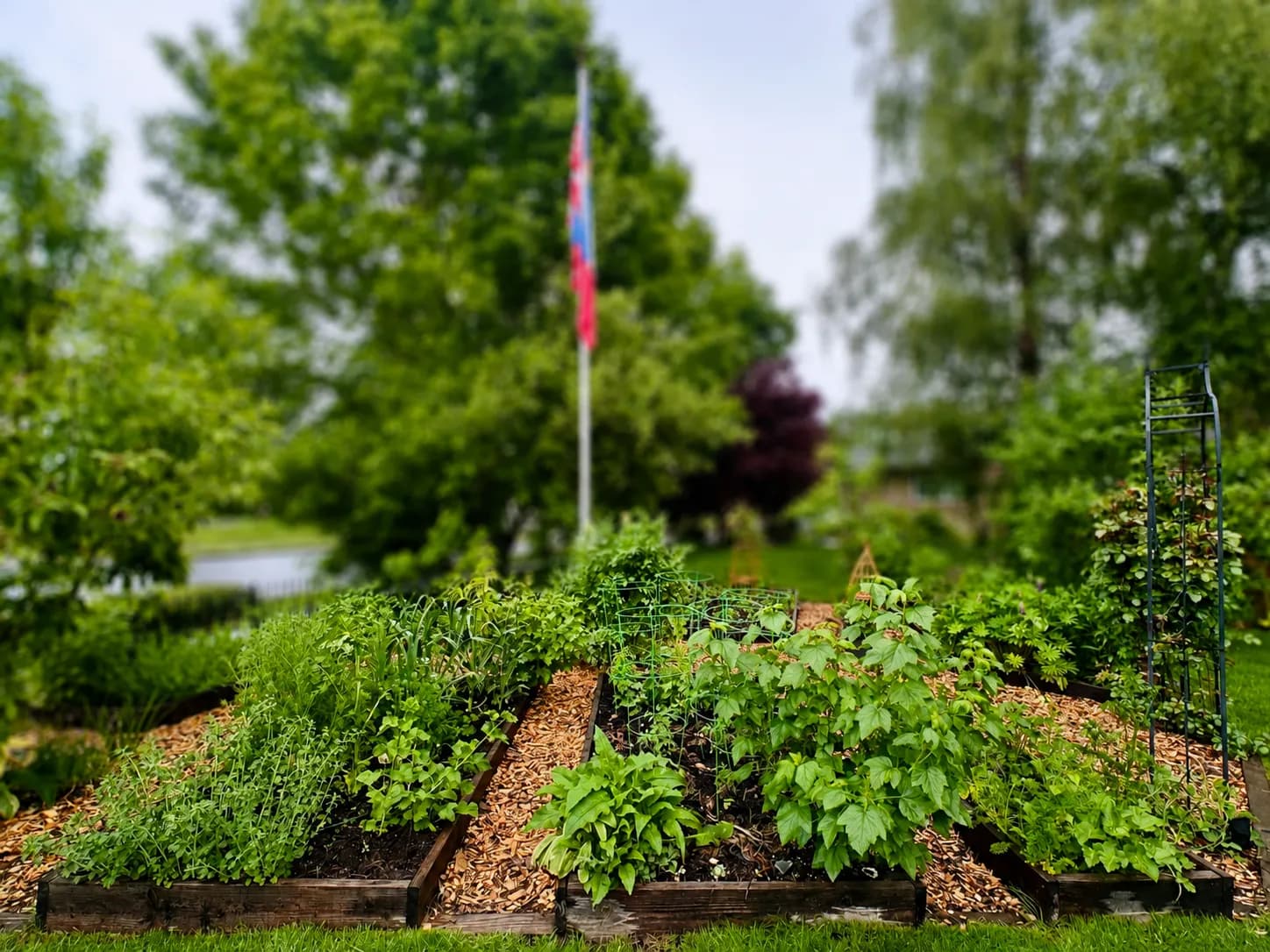 Raised beds planted up for the season, with bark paths between them.