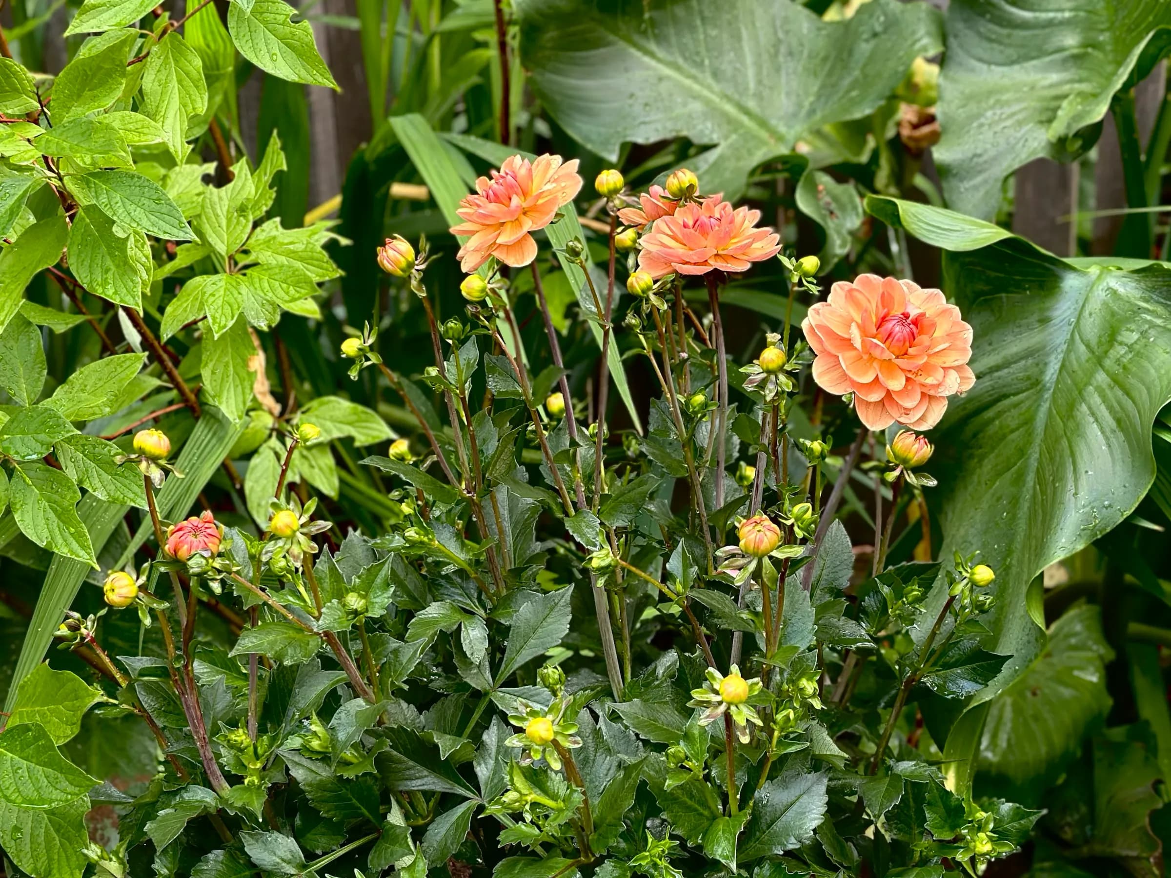 Apricot dahlias coming into bloom along a fence.