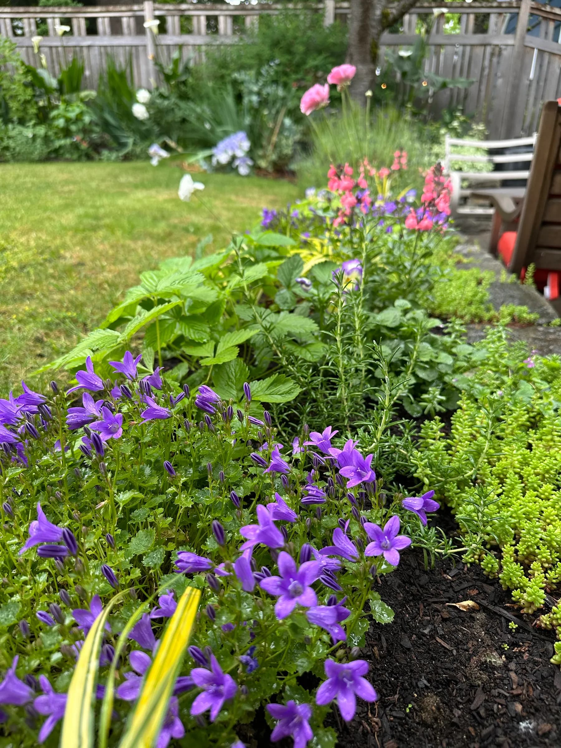 A border spilling over with campanula, edged with rosemary and sedum.