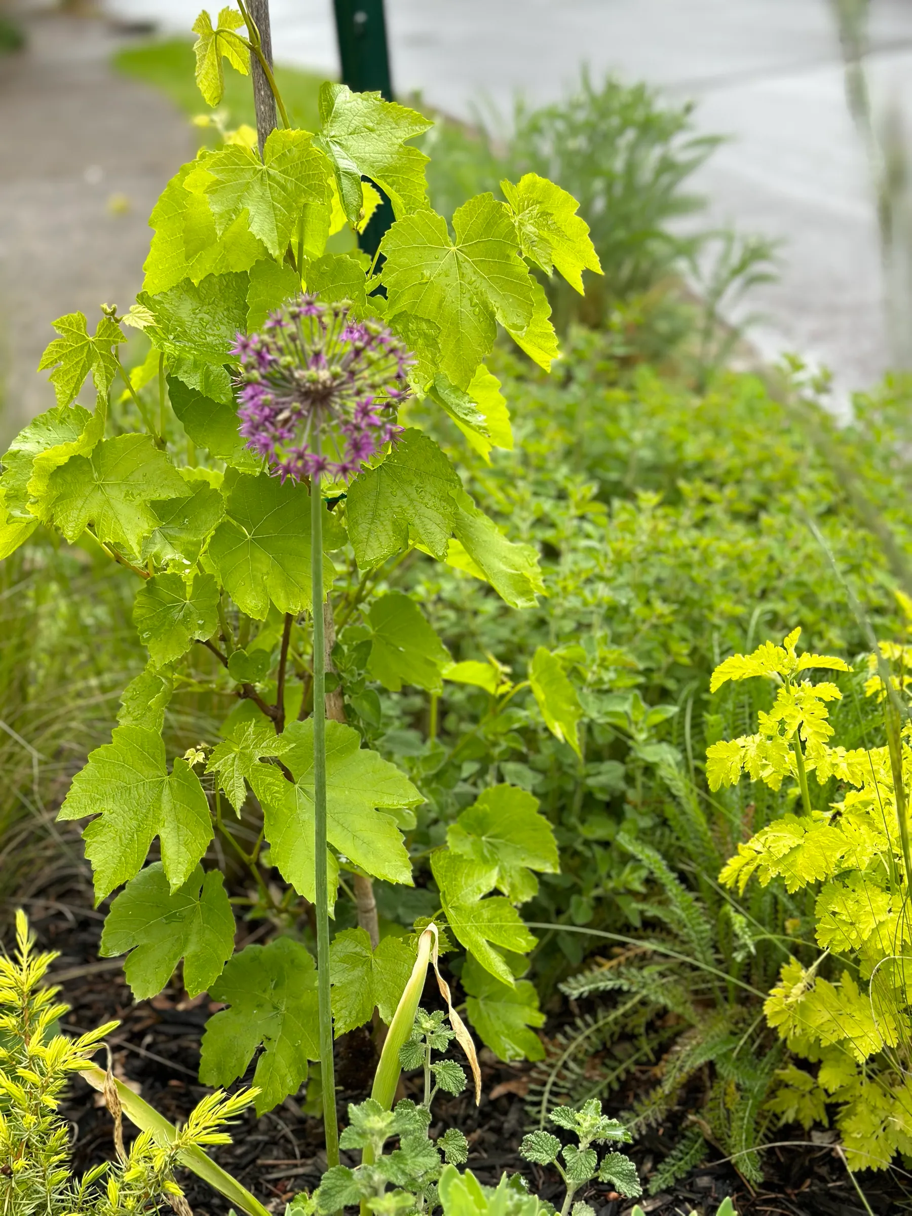 Allium coming up through a young vine, in a planting strip along the sidewalk.