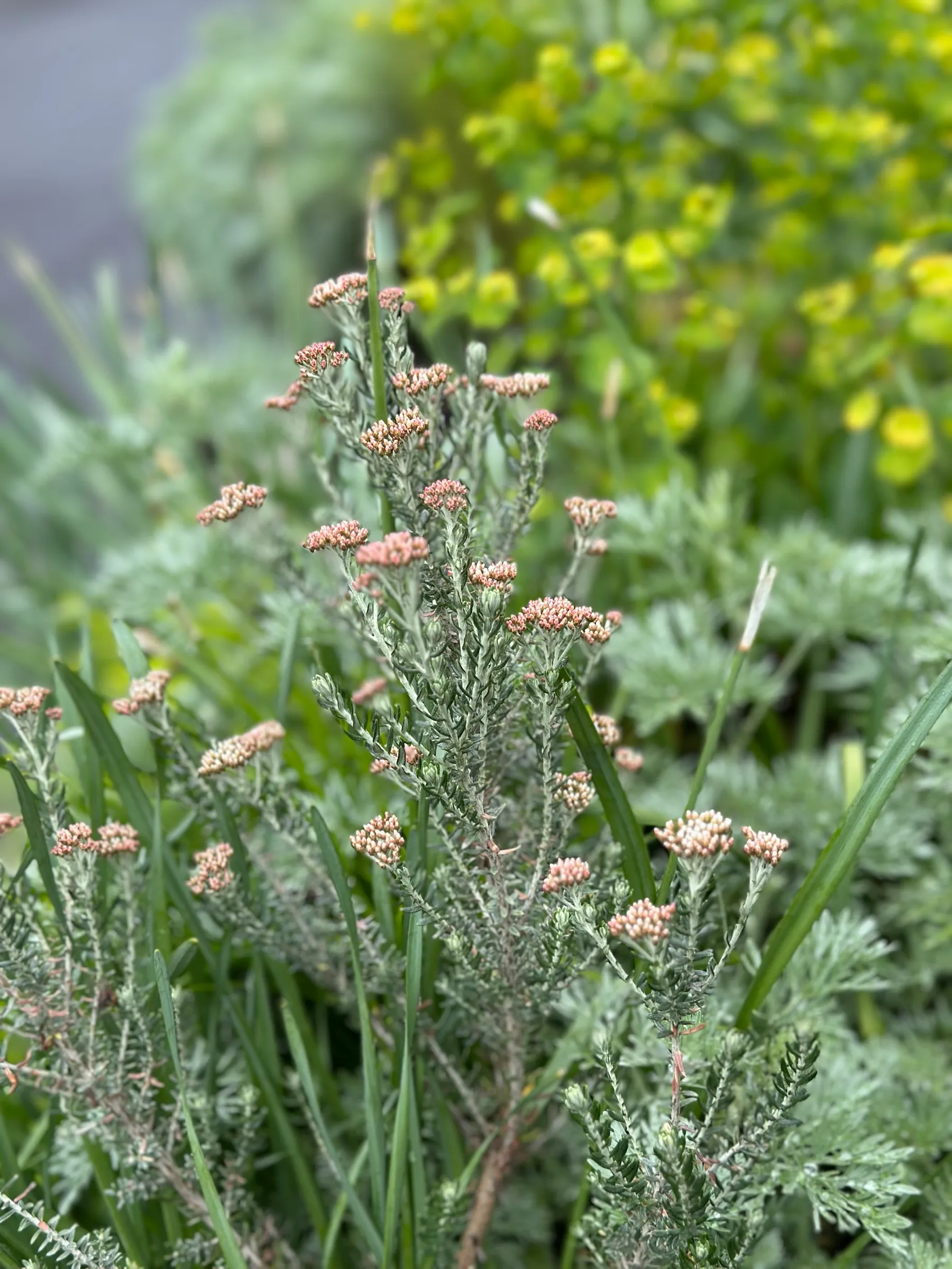 Ozothamnus rosmarinifolius in bud over silver artemisia, with euphorbia behind.