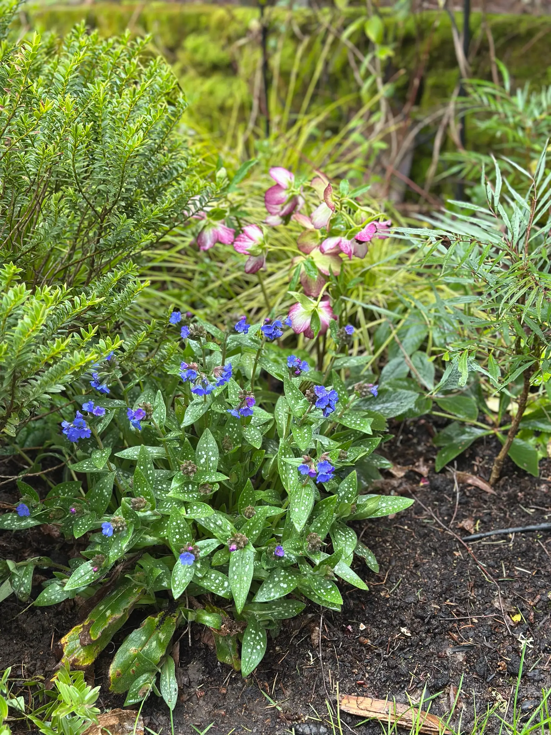 Spotted pulmonaria and hellebores in a shady corner in early spring.