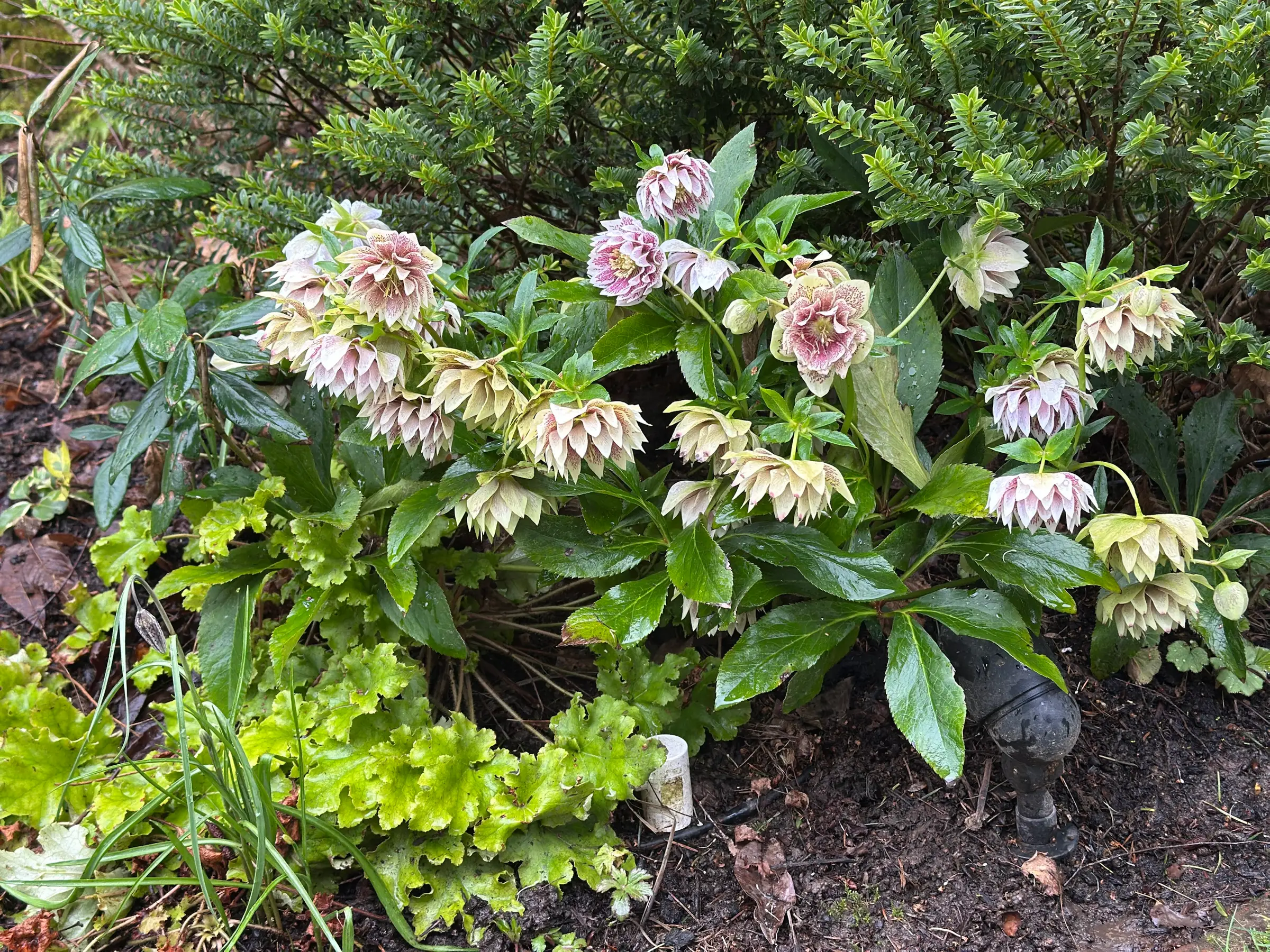 Double hellebores with lime-green heuchera at their feet.