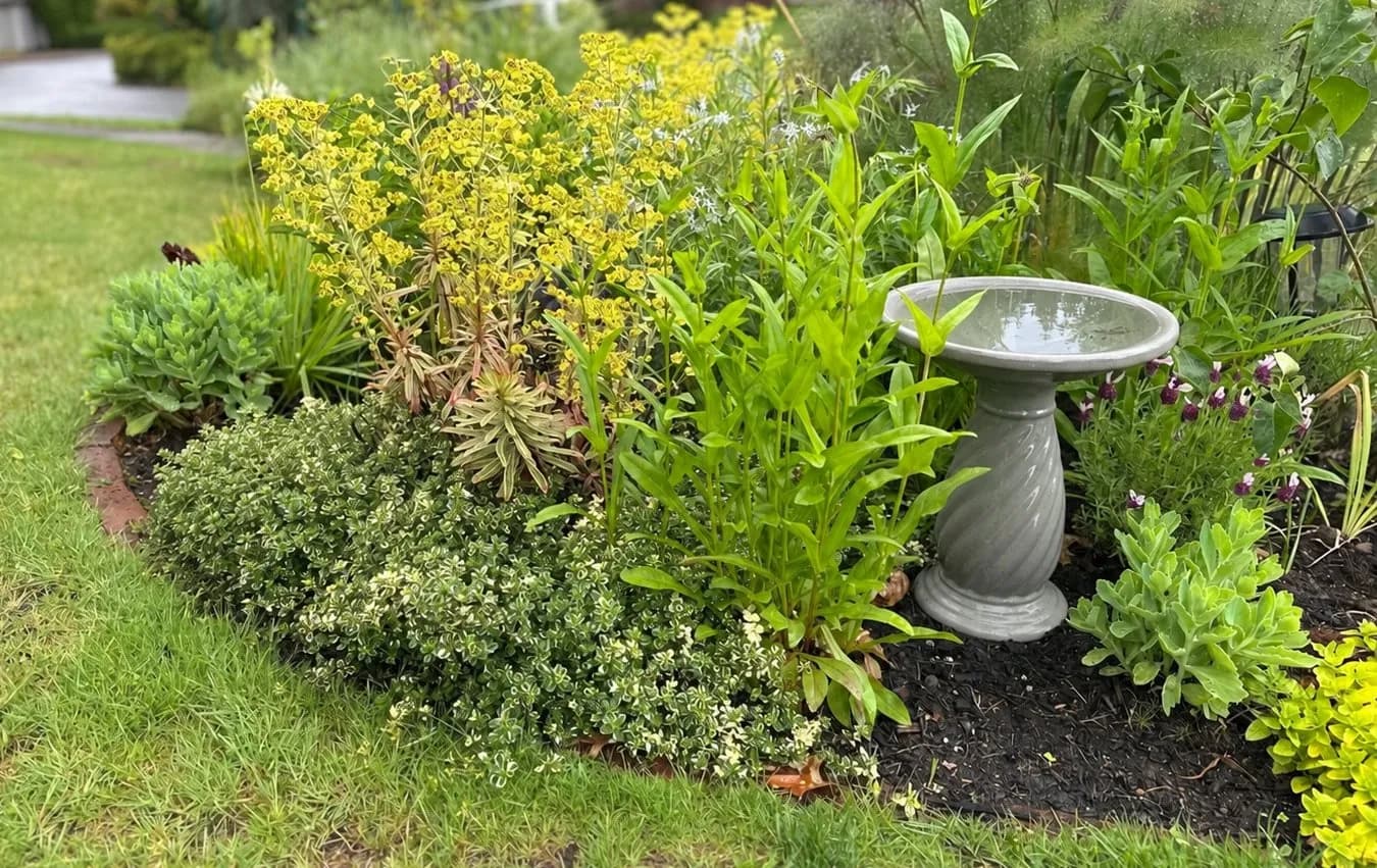 A curved bed along the lawn — euphorbia, sedum, and lavender around a birdbath.