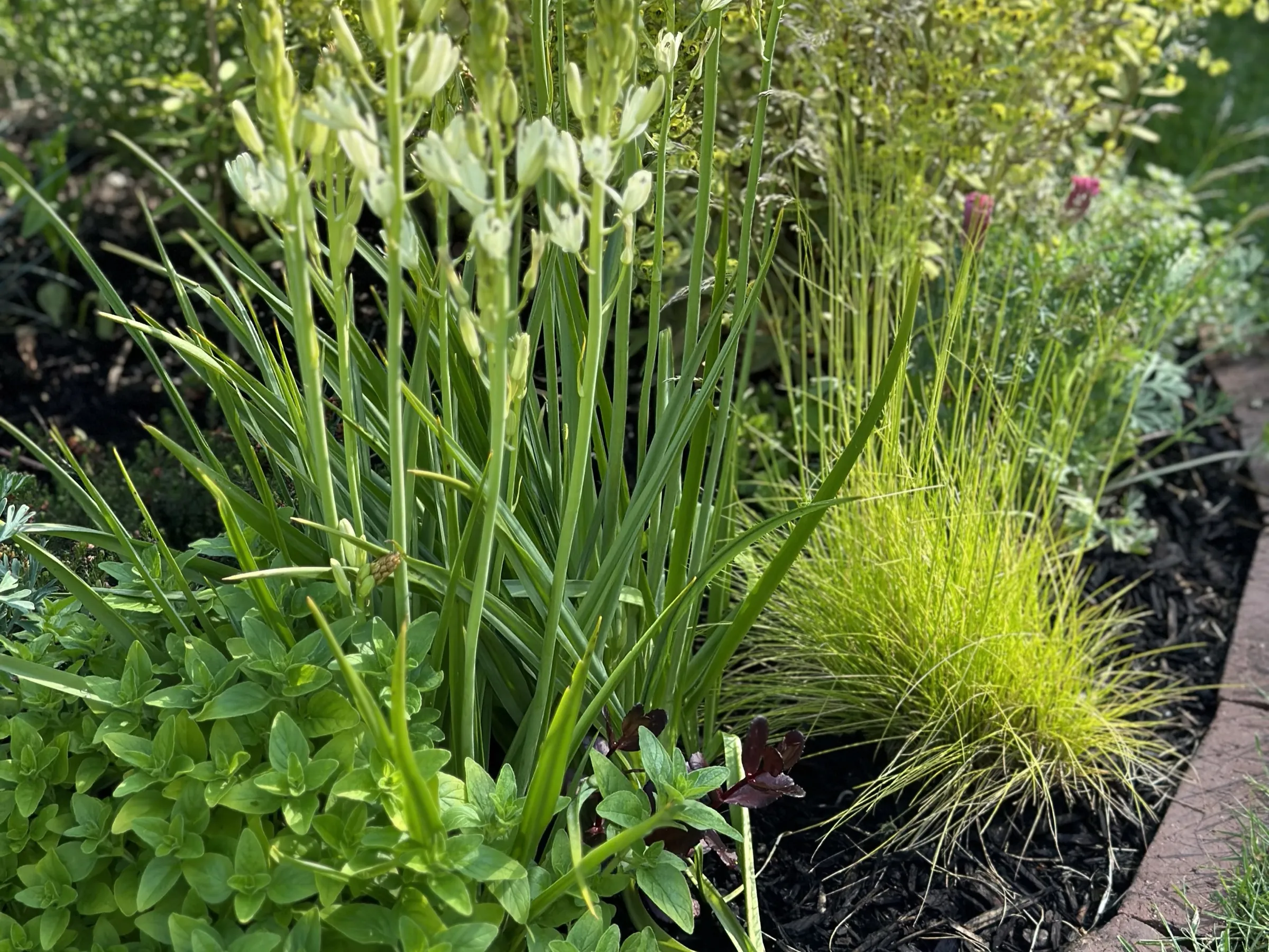 Camassia coming up through oregano, with feather grass alongside.