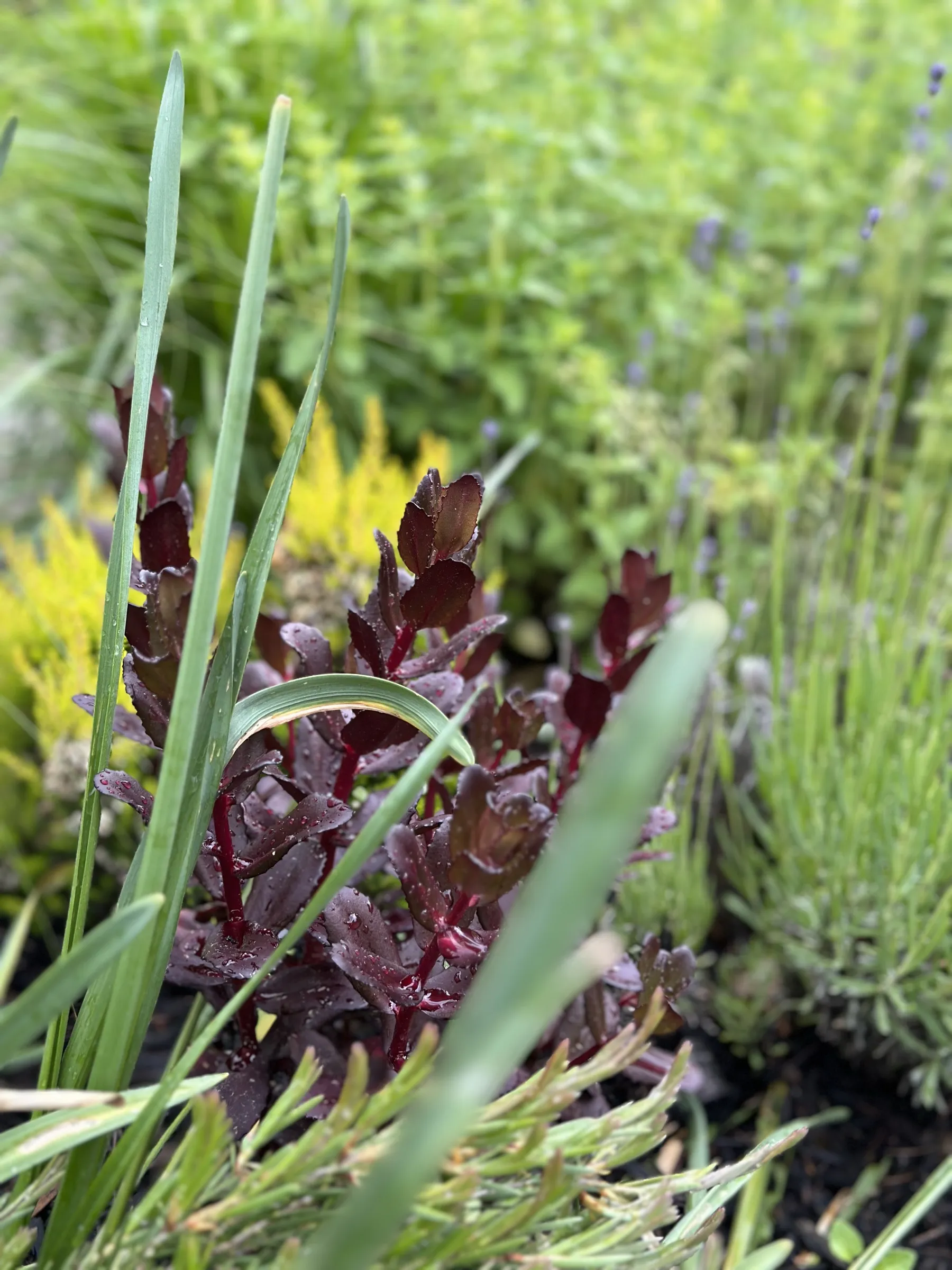 Dark-leaved sedum breaking ground between lavender and golden foliage.