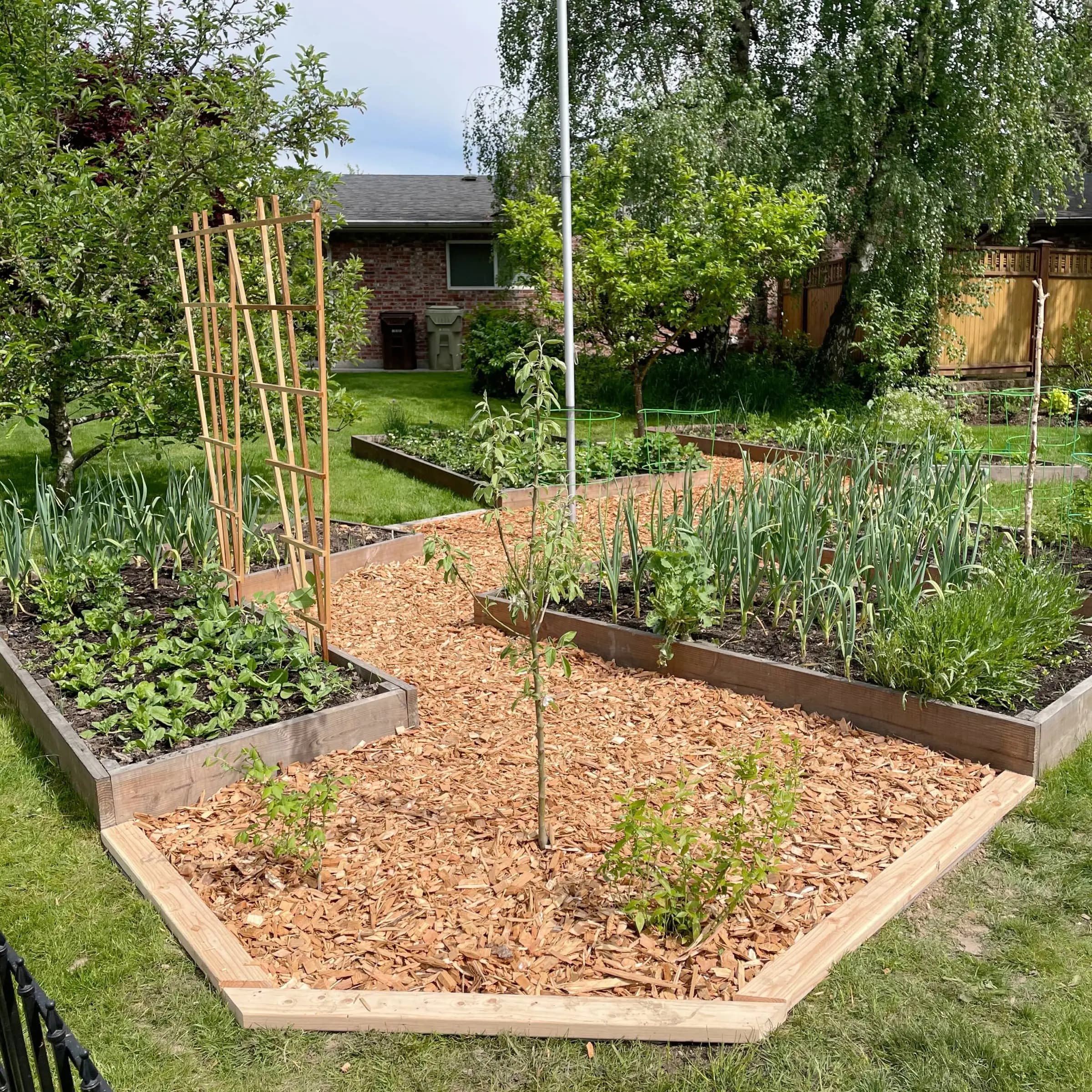 The kitchen garden in spring — garlic, lettuce, and peas in raised beds, with a young fruit tree.
