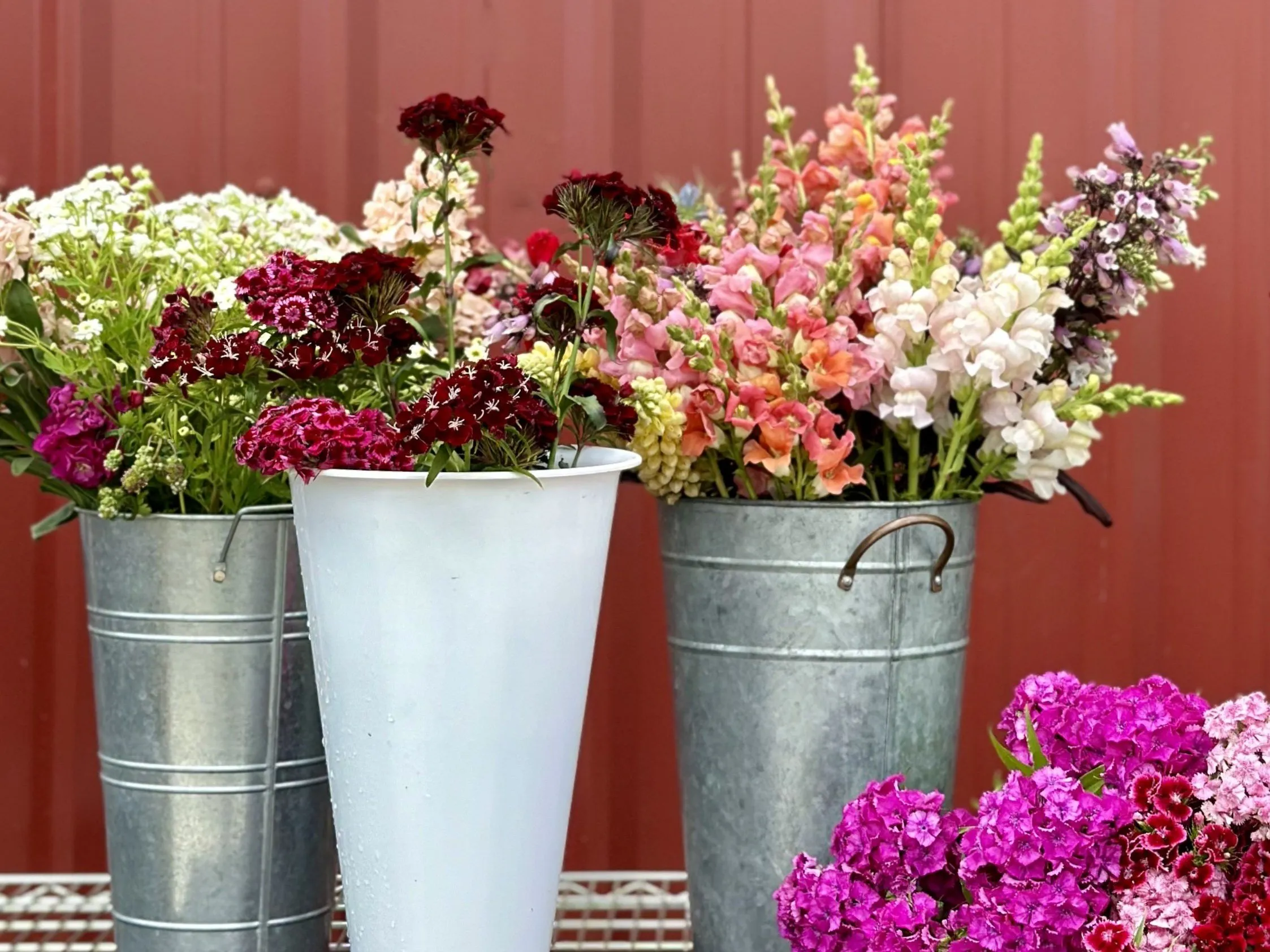 A morning's cutting — sweet william, stocks, and snapdragons in buckets.