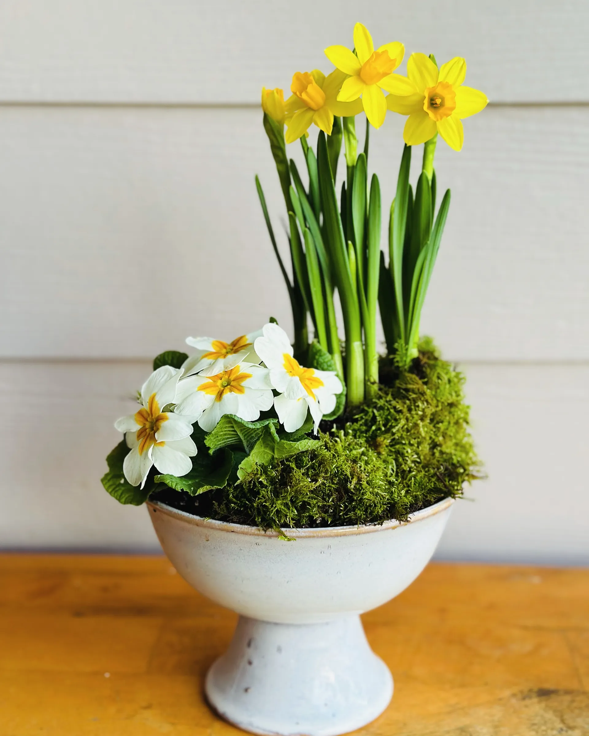 A planted bowl of miniature daffodils and primroses, mossed over.