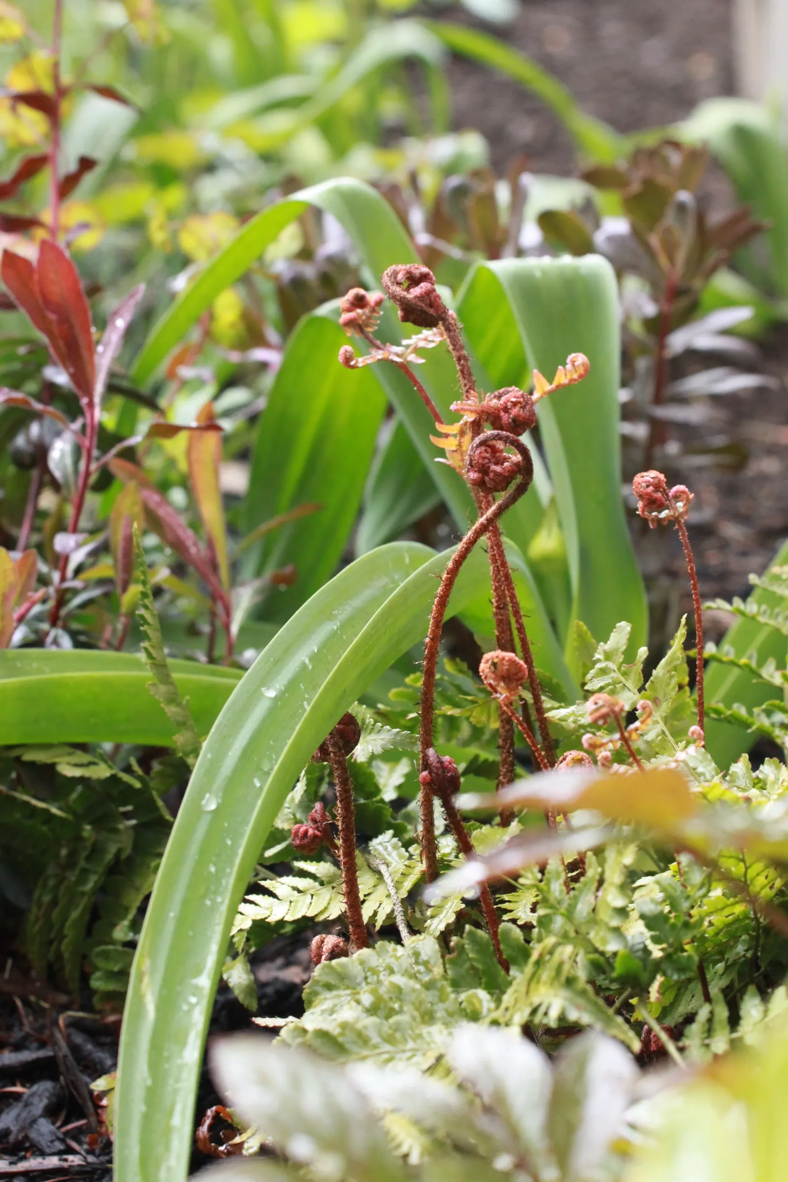 Fern fronds unfurling in spring.