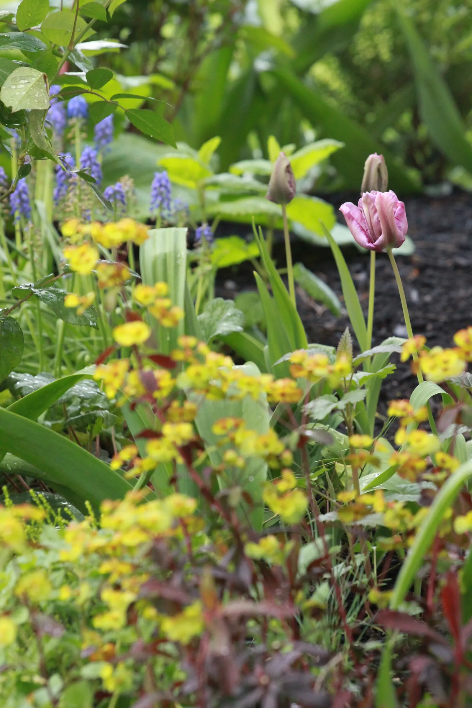 A parrot tulip over grape hyacinth and epimedium.