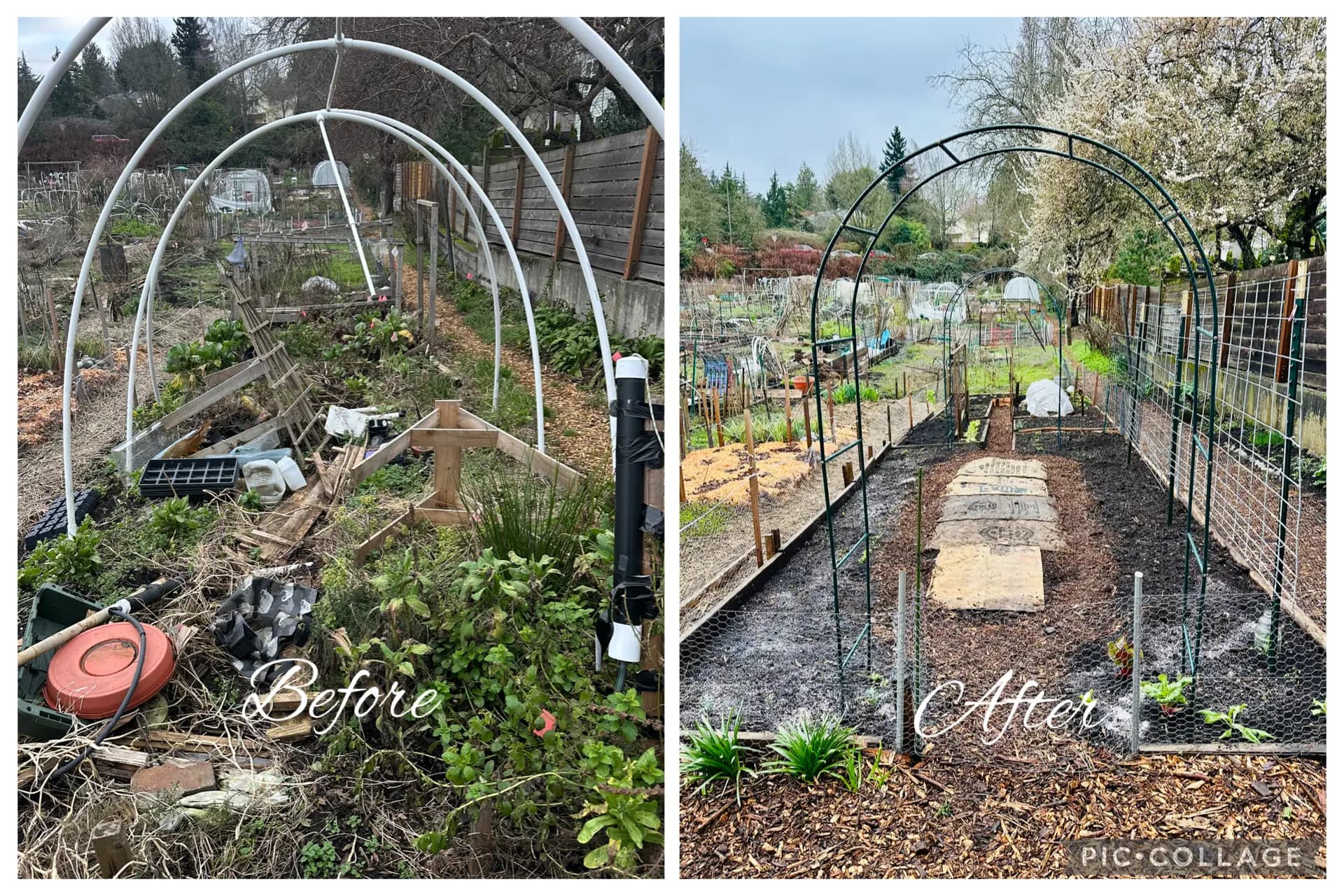 Before and after — a community plot cleared and re-mulched, with new arches for climbers.