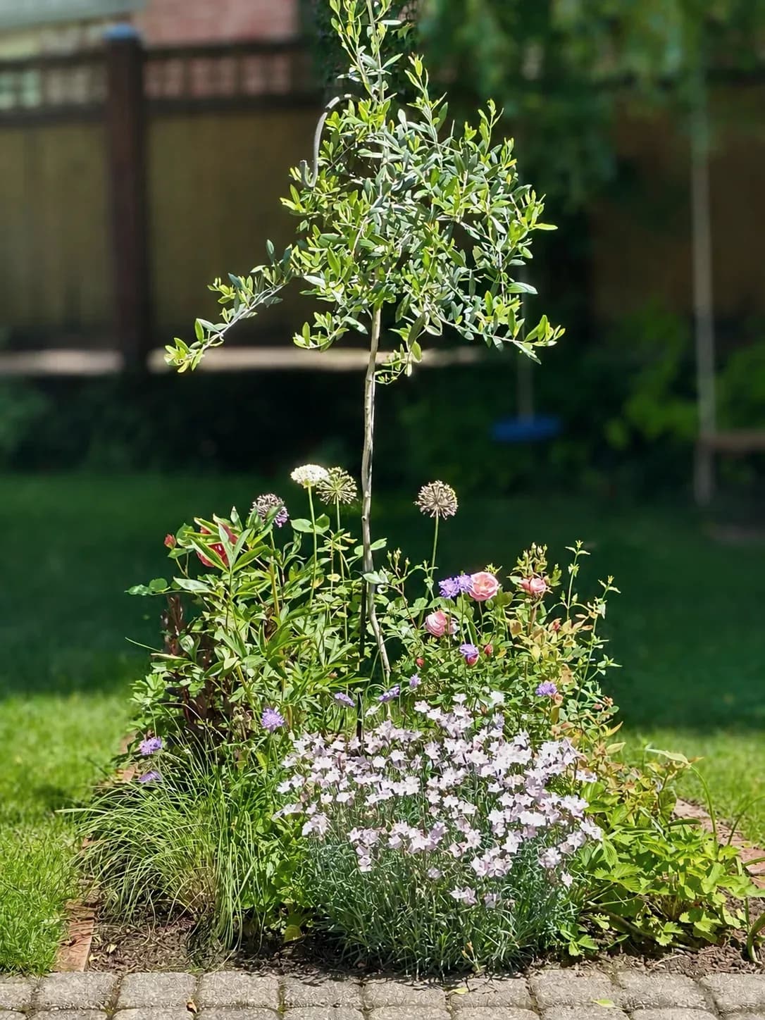 A mixed summer border of roses, alliums, and grasses planted around a young silver-leaved tree