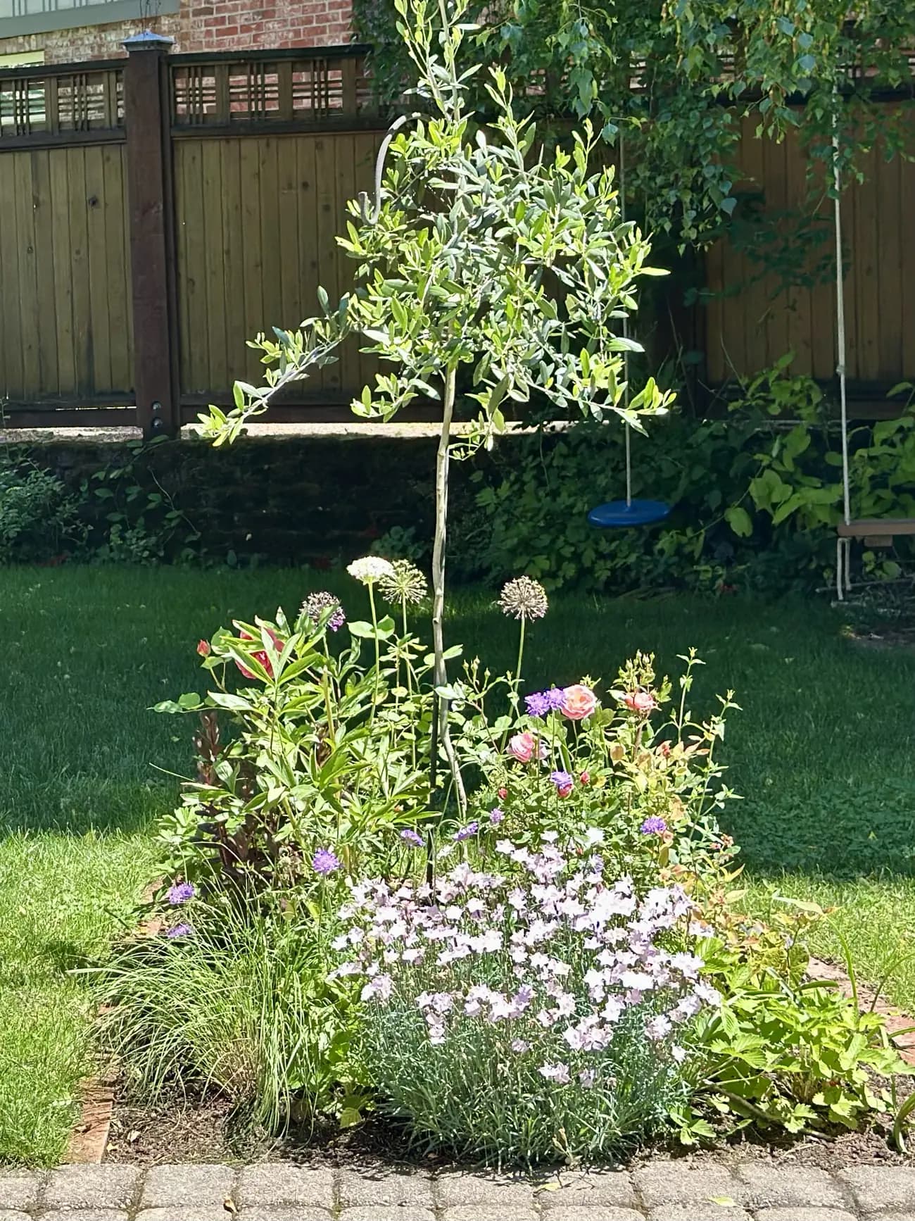 A mixed summer border of roses, alliums, and grasses planted around a young silver-leaved tree